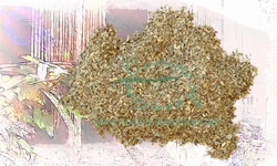 Basil Leaf